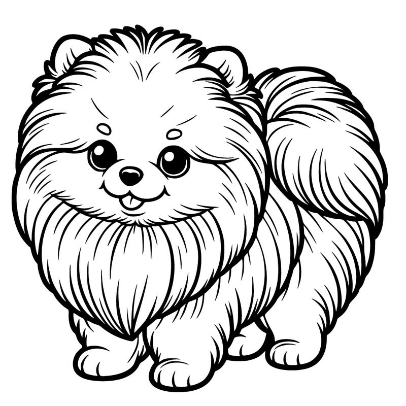 pomeranian