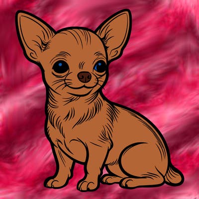 chihuahua
