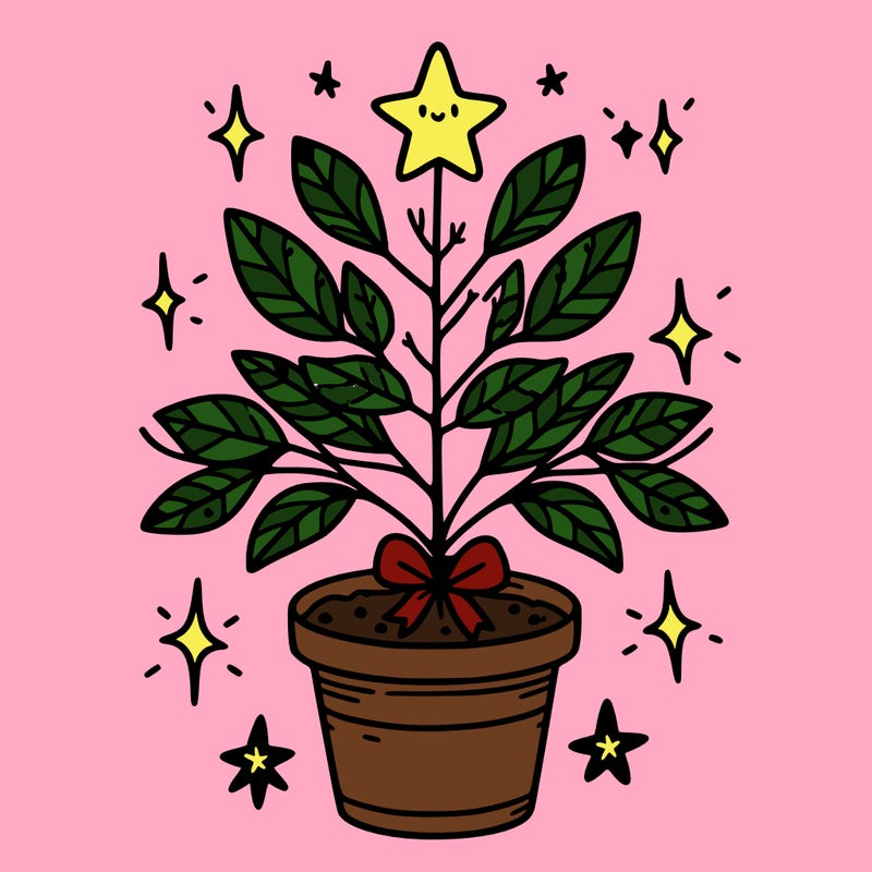 christmas plant