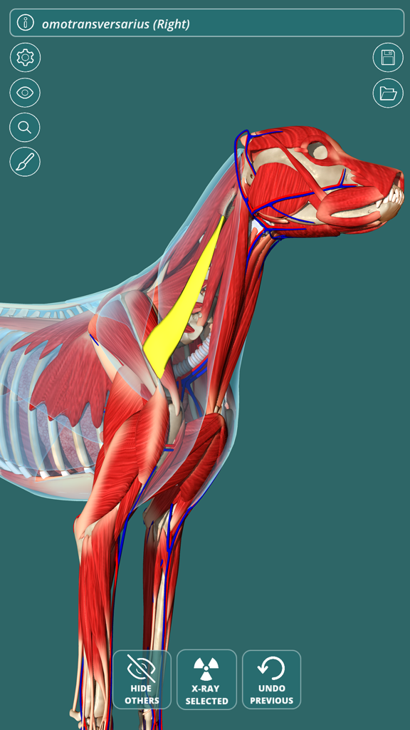 Un modello anatomico 3D della testa e del collo di un cane con il muscolo omotrasversario evidenziato in giallo all'interno dell'app Visual Anatomy