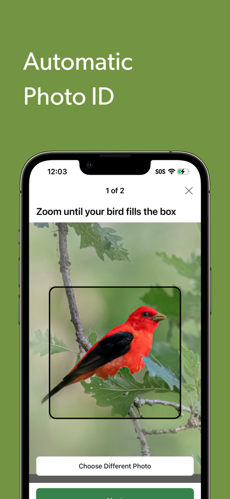 Merlin Bird ID by Cornell Lab - Merlin Bird IDアプリのスクリーンショット、赤いアメリカムシクイの鳥で自動写真識別機能を展示