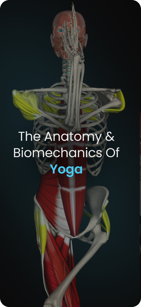 A 3D anatomical model showing the musculoskeletal system in a yoga pose