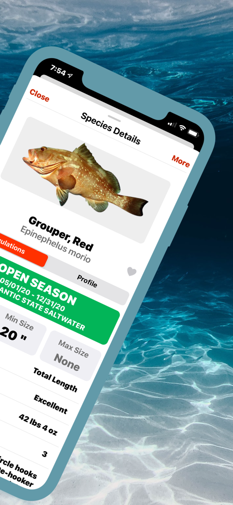 FishVerify app screen showing detailed fishing regulations and identification for Red Grouper
