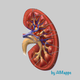 Creatinine (AIMapps)