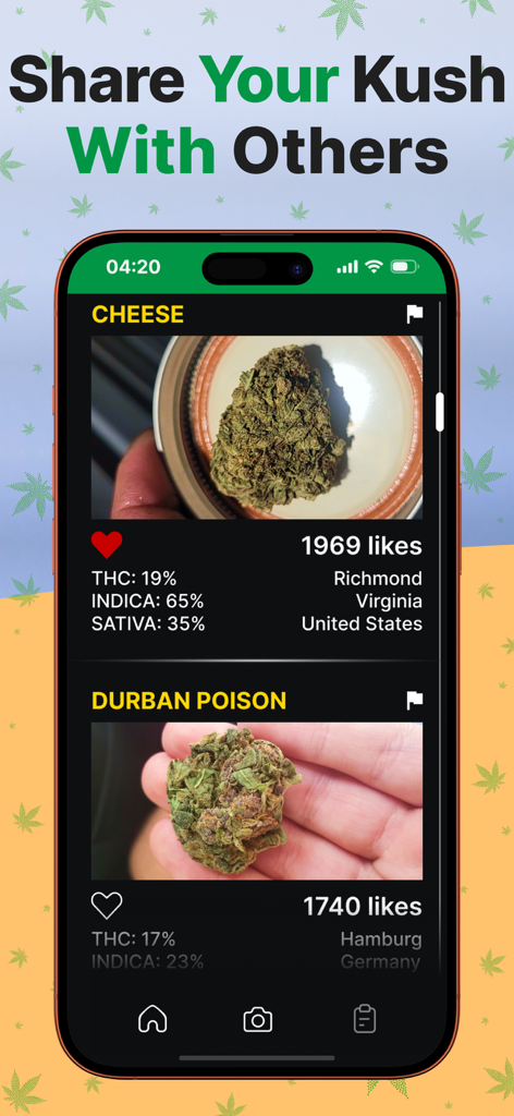 Interface of the Kush Scan app showing a social feed of shared cannabis strains with THC details and user likes
