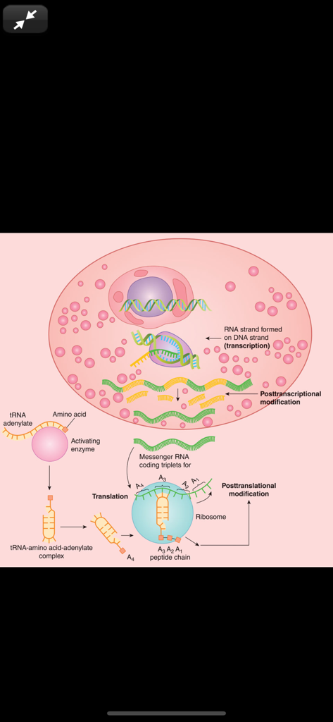 Ganong's Review Physiology 26E - A medical diagram showing the stages of protein synthesis including transcription and translation