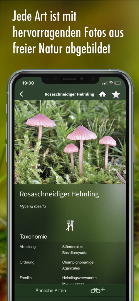 Application professionnelle d'identification des champignons présentant des détails scientifiques et des photos naturelles de Mycena rosella