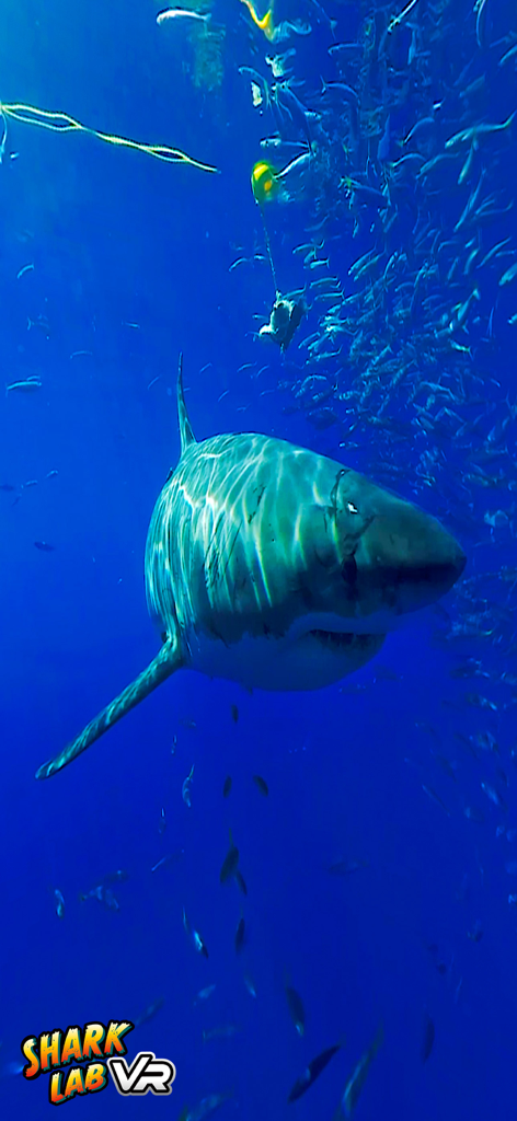 Steam Lab VR - Great white shark swimming in a virtual reality underwater environment.