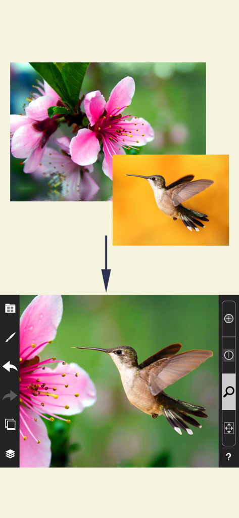 PicMix Lite - Ejemplo de combinación de una imagen de colibrí y flor en un solo montaje usando PicMix Lite