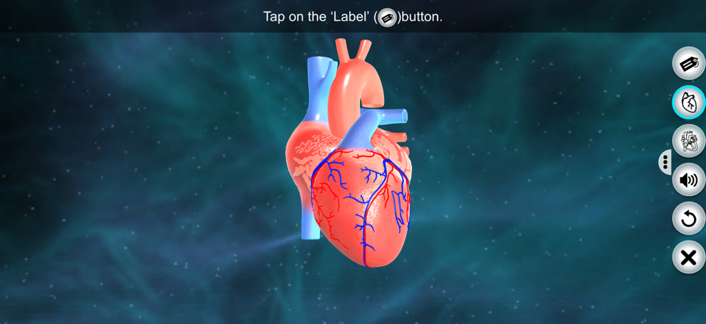 Heart - EduTech Era - An interactive 3D anatomical model of a human heart for biology and medical students