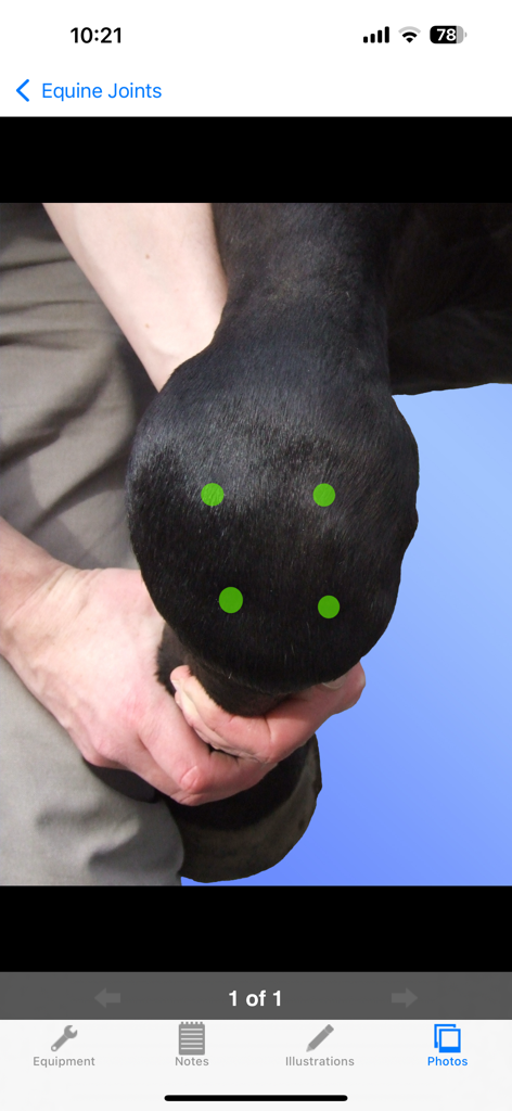 BEVA Equine Joint Injections - Reference App | MWM