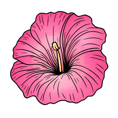 hibiscus flower