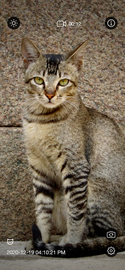 Motion detector camera app recording a tabby cat using pet detection