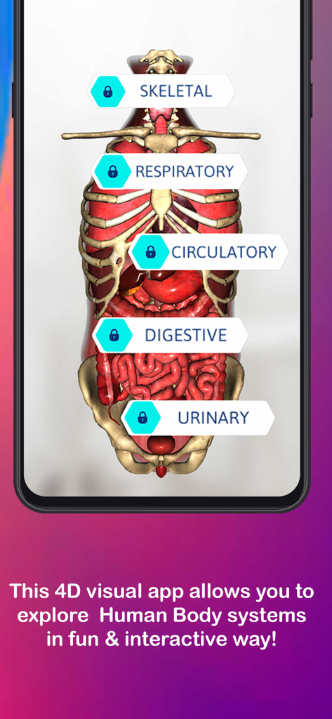 Anatomy AR 4Dアプリのインターフェース。骨格、呼吸、循環、消化、排泄器系を示すラベル付きの3D人間の胴体を表示