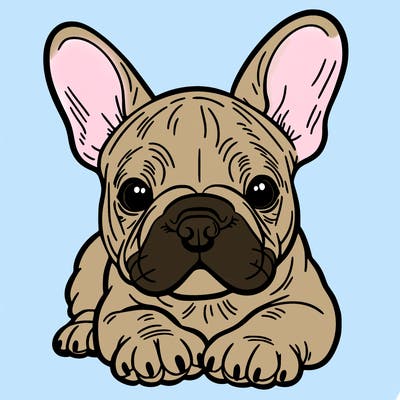 frech bolldog