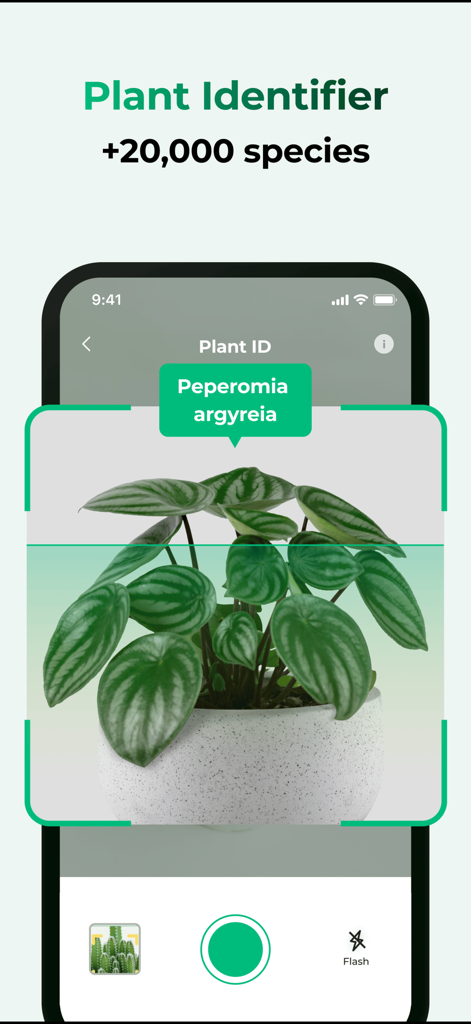 Plant Care: Plantingo - Interfaz móvil de la aplicación Plantingo que muestra el identificador de plantas por IA escaneando una planta de interior Peperomia argyreia