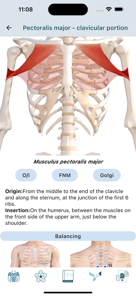 Anatomical diagram of the pectoralis major muscle showing origin and insertion details within the Touch For Health app