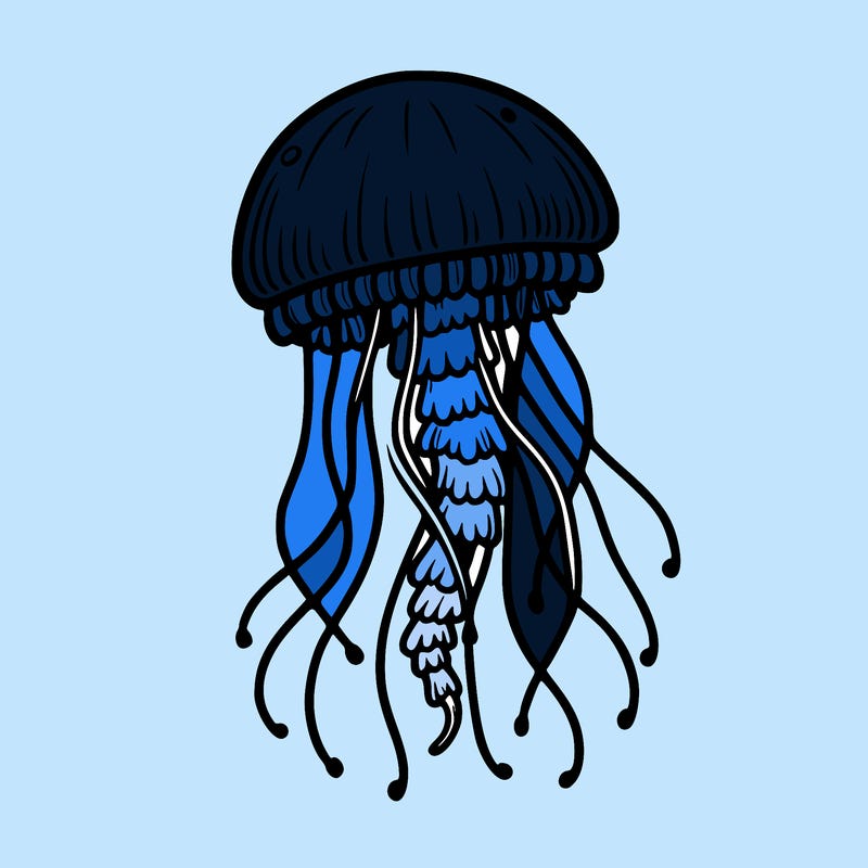 jellyfish