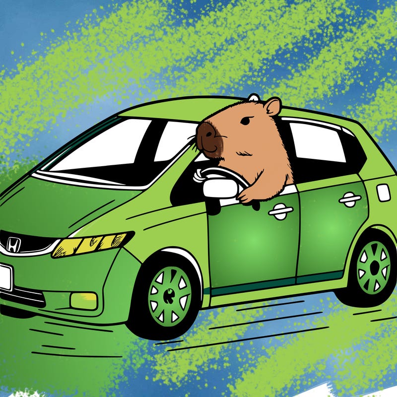 capybara driving in the 2007 honda civic