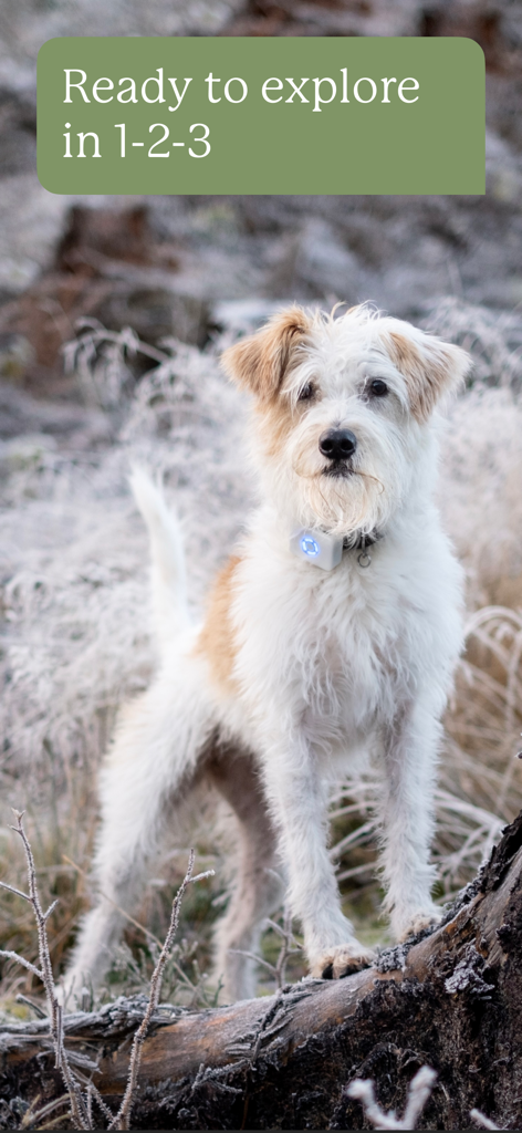 Lildog - A scruffy dog wearing a Lildog GPS tracker with a glowing blue light in a frosty outdoor landscape.
