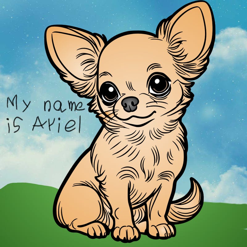 chihuahua
