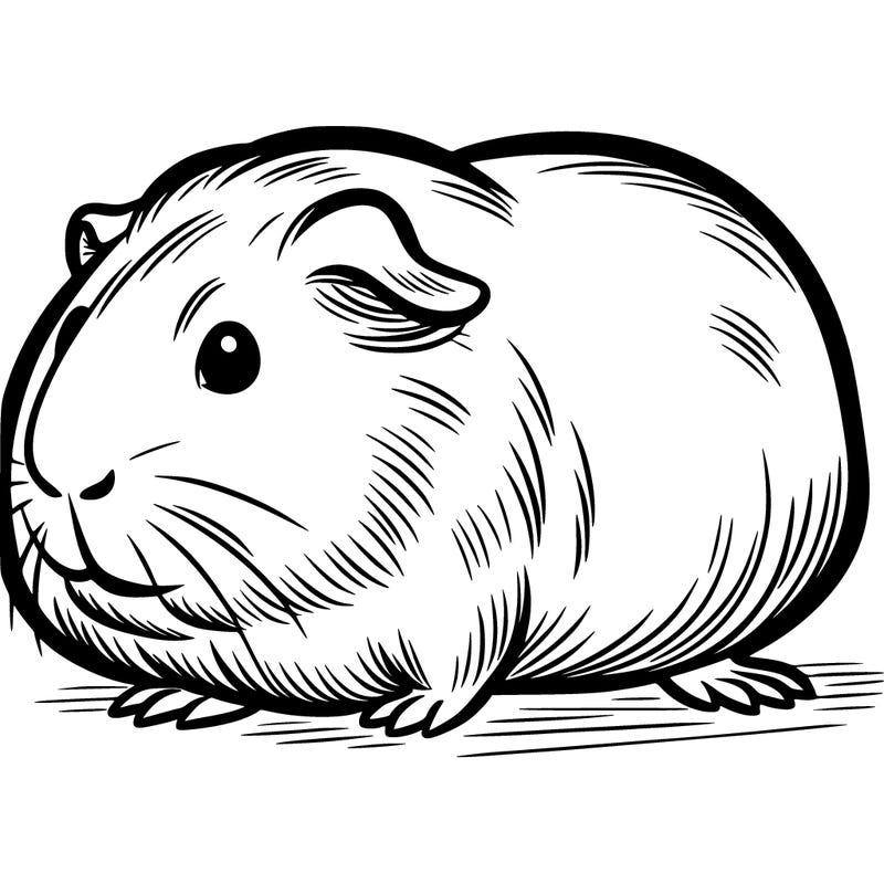 guinea pig