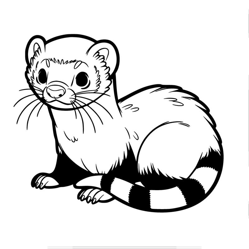 ferret