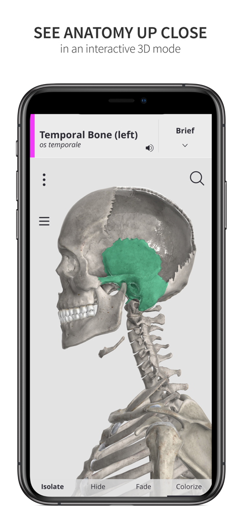 Anatomyka Skeleton - Modello 3D di un cranio umano e colonna vertebrale nell'app Anatomyka Skeleton con l'osso temporale sinistro evidenziato in verde