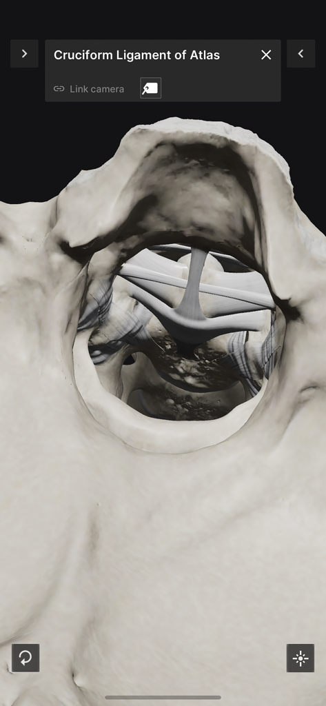 Detailed 3D anatomical visualization of the Cruciform Ligament of Atlas within the human spine