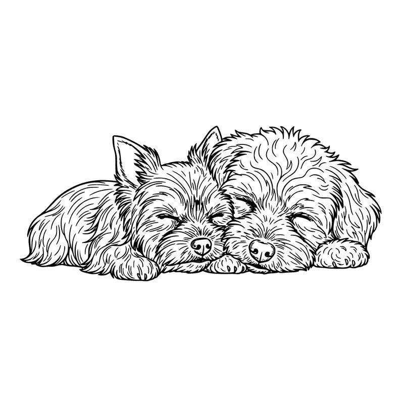 two dogs snuggling together one of them is a yorkie the other one is a multi-pooh ￼￼