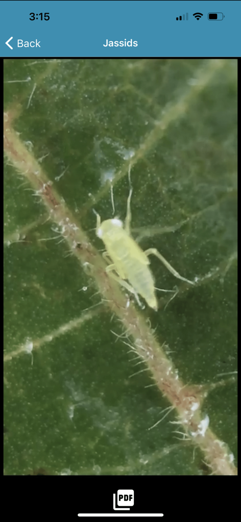 ICAC Cotton Expert - Close-up of a jassid insect on a cotton leaf within the ICAC Cotton Expert diagnostic app