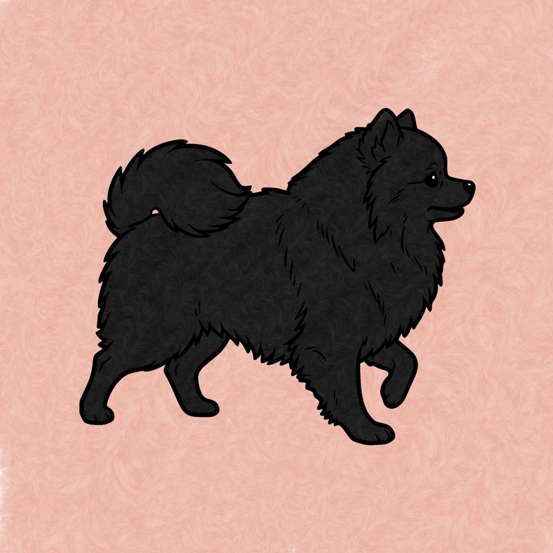 pomeranian