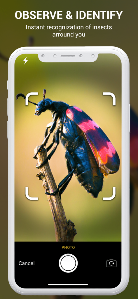 Insect identifier by photo - Pantalla de smartphone mostrando la aplicación identificador de insectos capturando una foto de un escarabajo colorido para reconocimiento instantáneo