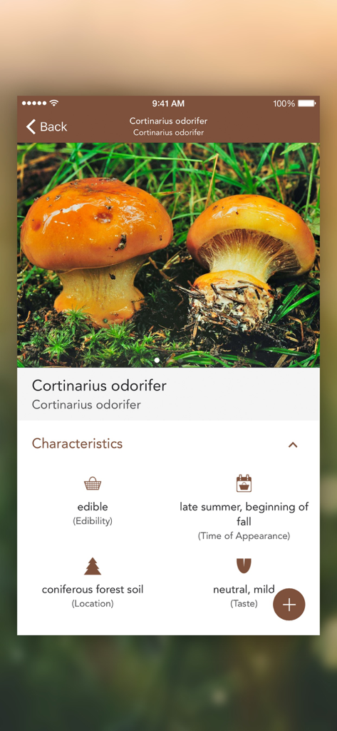 Schermata dell'app Mushrooms PRO che mostra il nome scientifico, le caratteristiche e la commestibilità del Cortinarius odorifer