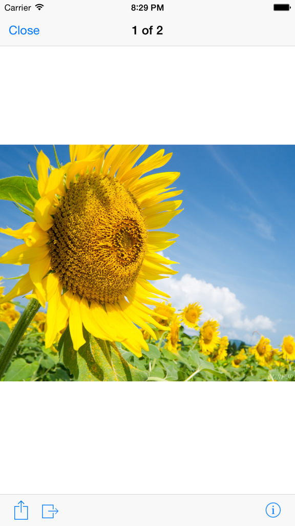 AirBridge - Transfer image/photo, text or URL - AirBridge app interface on iPhone displaying a sunflower photo