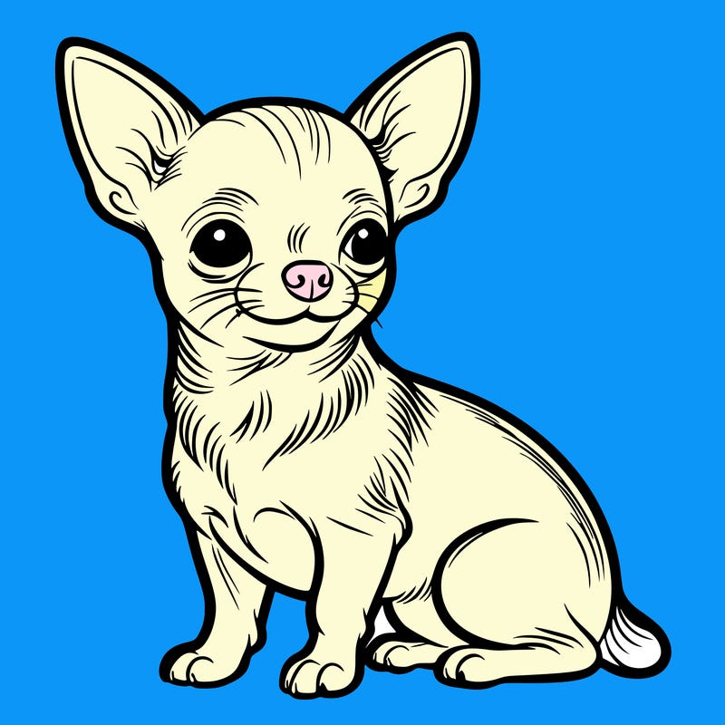 chihuahua