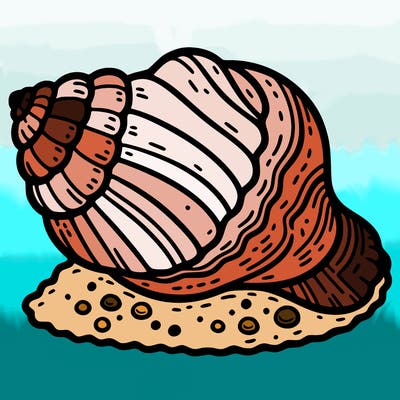 sea shell