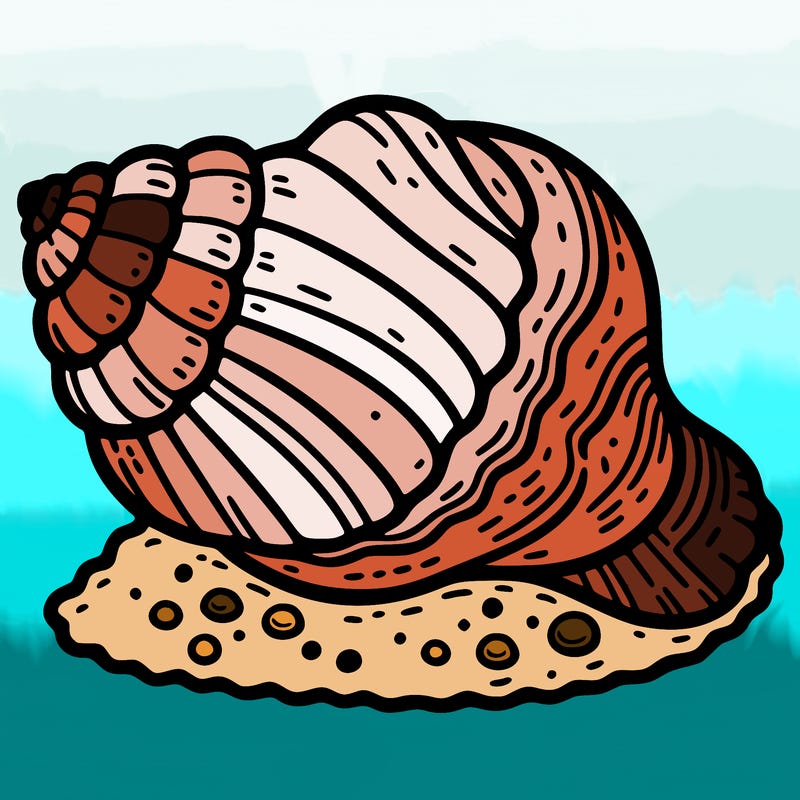 sea shell