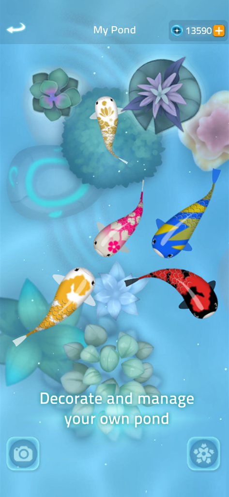 Zen Koi 2 - Cinq carpes koï colorées nageant dans un bassin bleu décoré dans Zen Koi 2