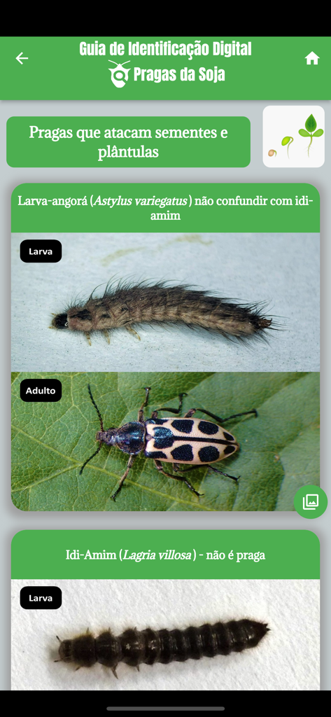 GID Pragas da Soja - Interfaz de la aplicación de identificación de plagas de soja mostrando fotos de larvas e insectos adultos con nombres científicos.