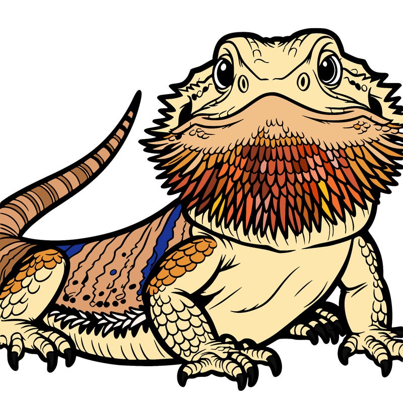 bearded dragon