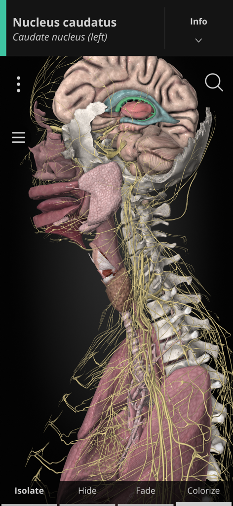 Anatomyka - A detailed 3D anatomical visualization of the human brain and nervous system within the Anatomyka app