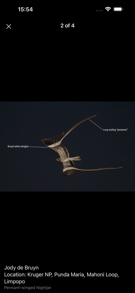 Kruger Birding by Firefinch - 