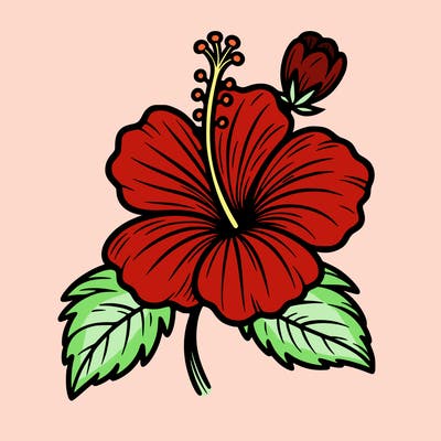 hibiscus flower