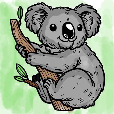 koala