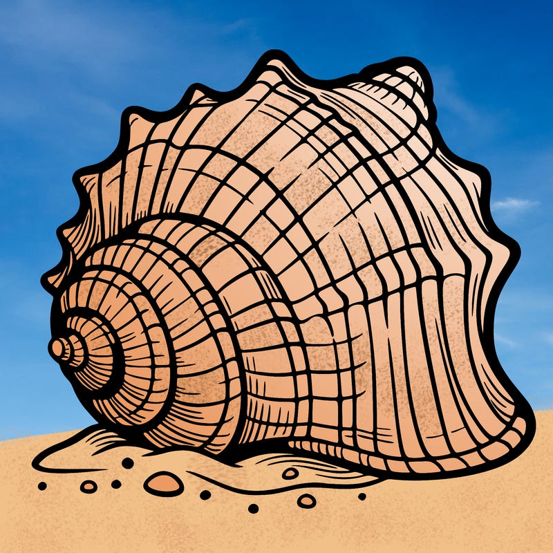 sea shell