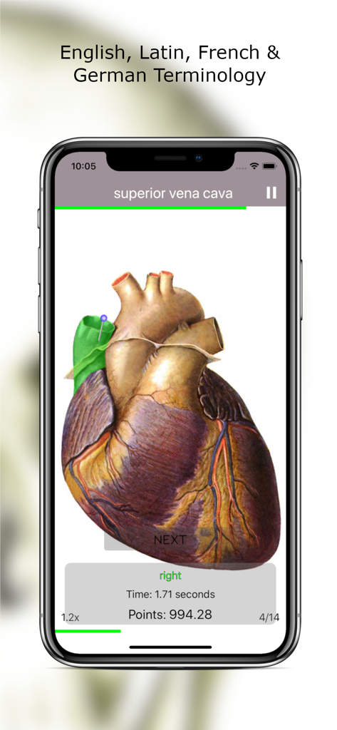 Anatomy Quiz Lite - Anatomy Quiz Lite interface showing a heart structure identification quiz with multilingual terminology