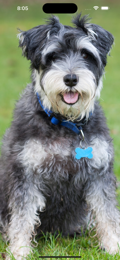 Photo Widget - Ganzkörperporträt eines Schnauzer-Hundes in der Foto Widget-App