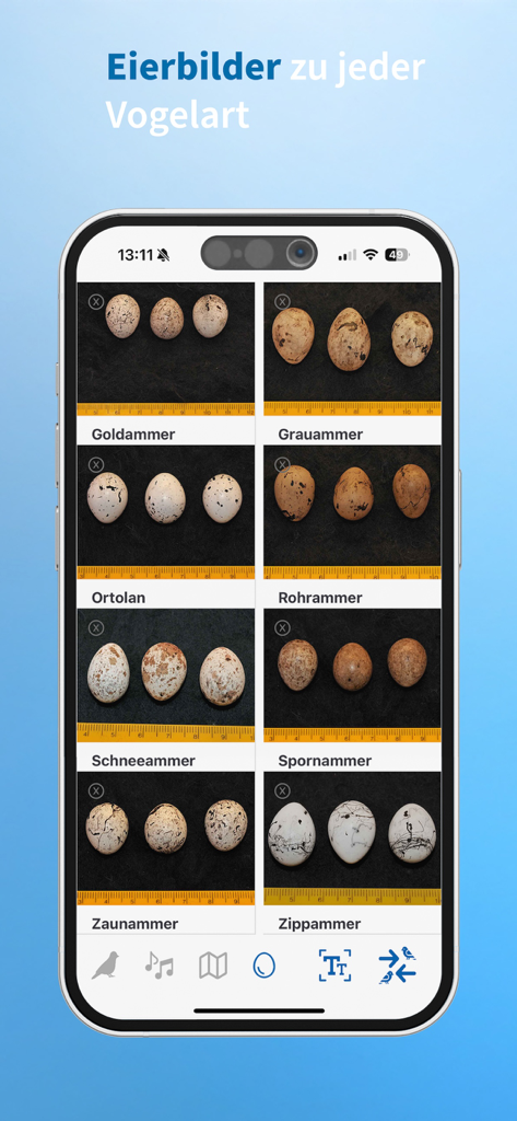 Una visualizzazione di varie foto di uova di uccelli categorizzate per specie nell'app mobile NABU Vogelwelt.