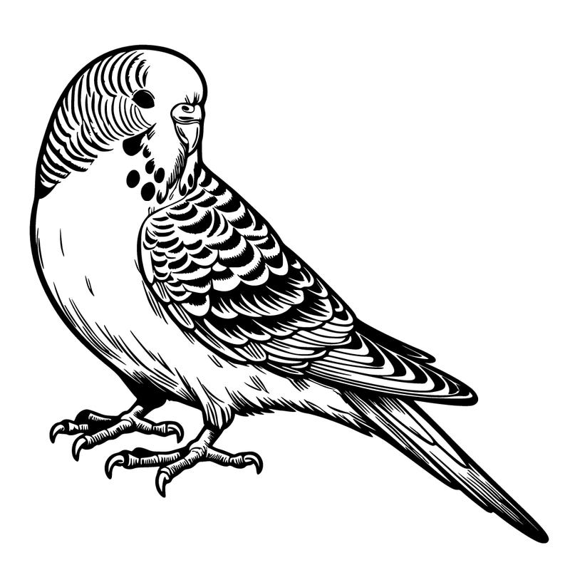 realistic budgie